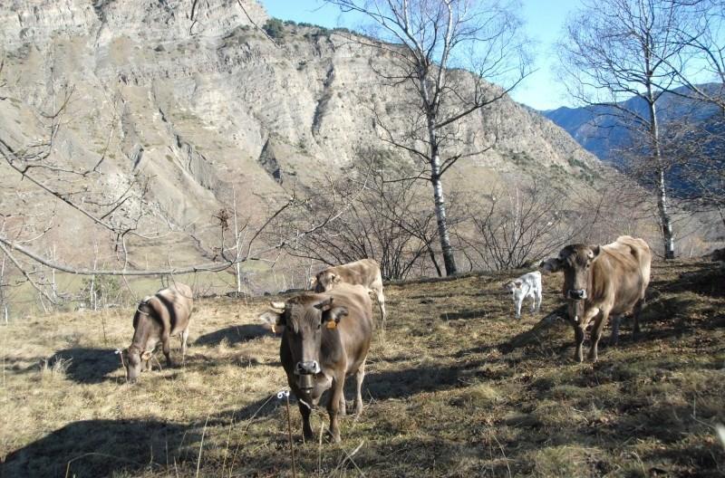 Casa Rural Casa Colom Еспот Екстериор снимка
